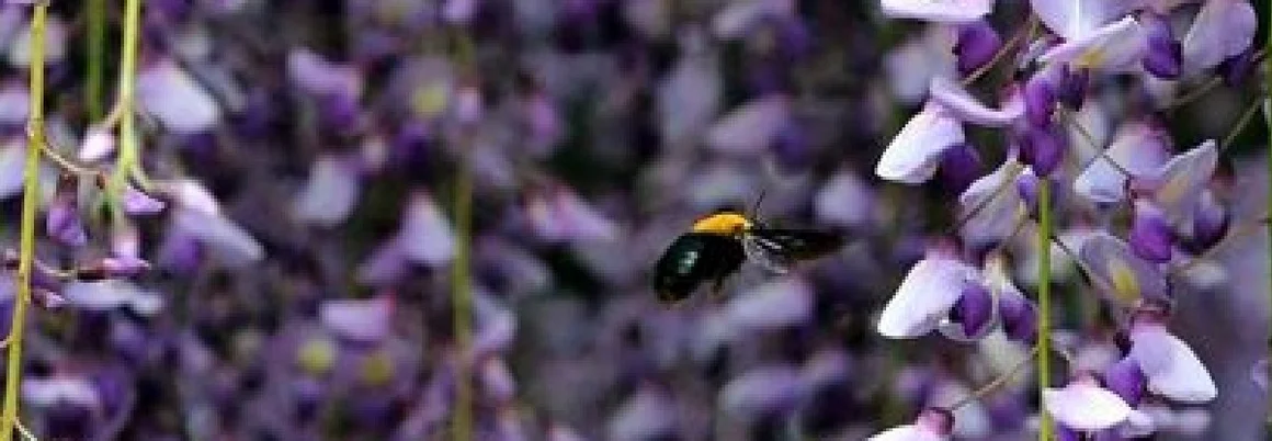 Biene fliegt an lila Blüten
